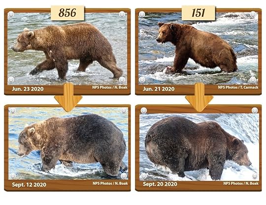 Fat Bear Week voting on September 30