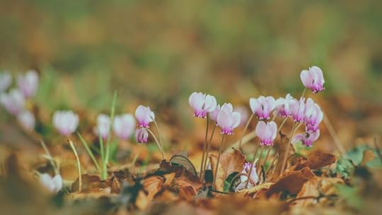 bloom where you're planted