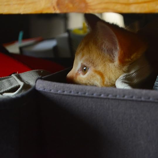 Korra watches something out the window from the safety of a hat bin.
