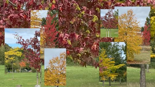 Autumn colours at Hanger Hill Park.png