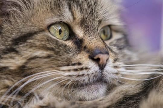 sad-cat-pet-loss