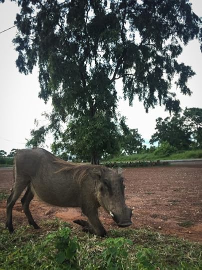Warthog in front of our room, Mole National Park, Ghana