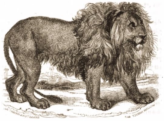 Drawing of lion_1820_Tower Menagerie