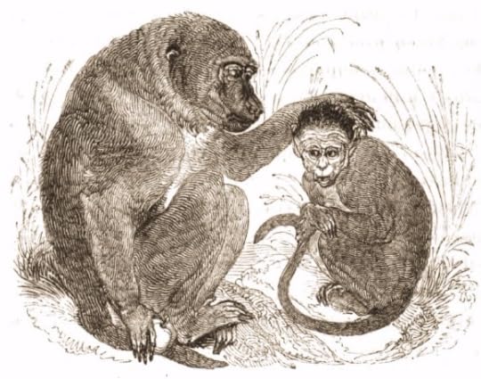 Drawing of baboon, 1820's, Tower of London Menagerie