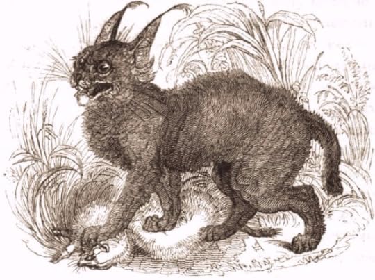 Characal (lynx), 1820's drawing, Tower of London Menagerie
