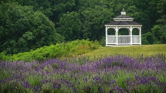 Lavender Gazebo Photograph by Dan Urban