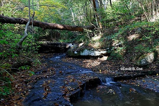 Morgan's Steep Stream, Fall, by David B. Coe