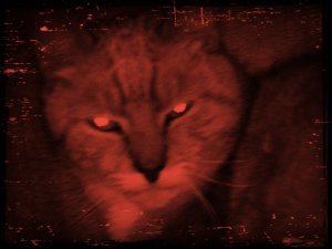 my_cat_looking_scary_by_xxpurpledonutz54xx-d63uug1