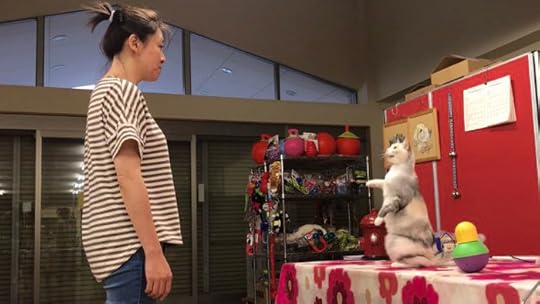 cat-imitating-human