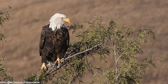 bald eagle montana