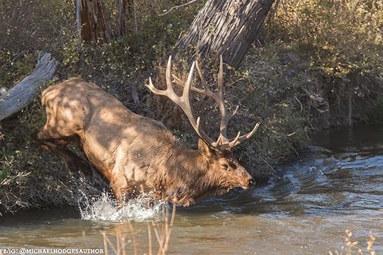 elk jump clarity 4