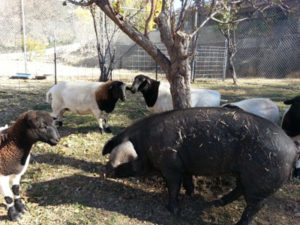 a pig standing with sheep