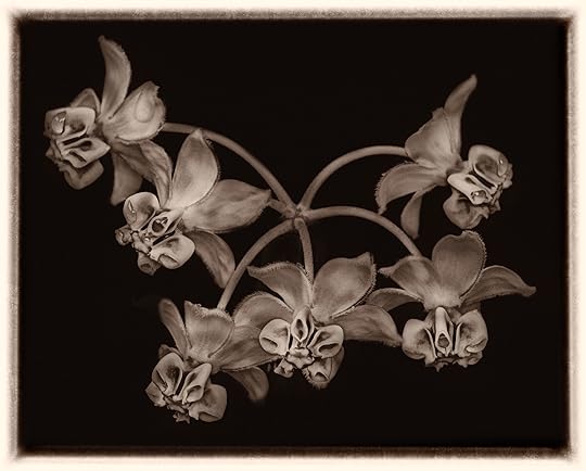 Asclepias physocarpa © Harold Davis