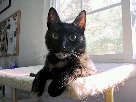 Ruby-window-perch
