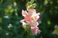 This image has an empty alt attribute; its file name is antirrhinum-4389226_640-1-e1589280681350.jpg