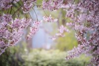 This image has an empty alt attribute; its file name is pink-2832485_640-e1589281115561.jpg