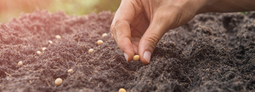 Direct Sowing-Starting Seeds Outdoors