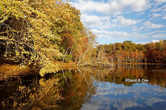 Foliage Reflections, Lake Dimmick, by David B. Coe