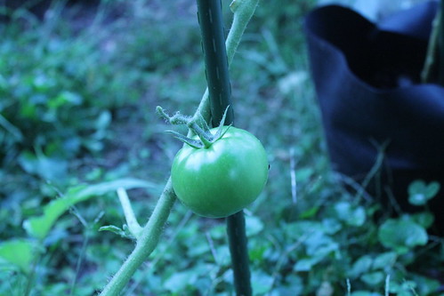 so very green
