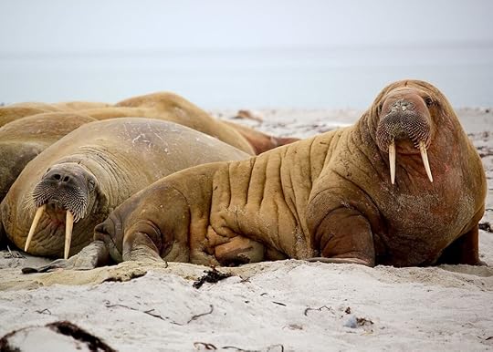 The Walrus; an aggressive selkie shape.