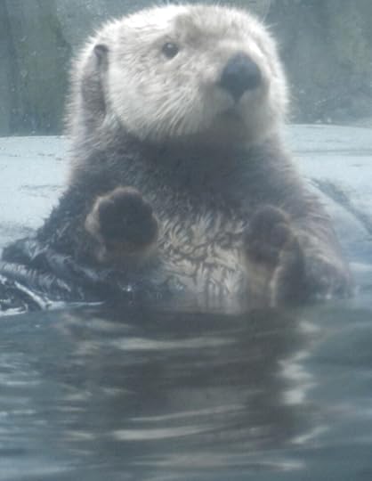Sea otter at Vancouver Aquarium