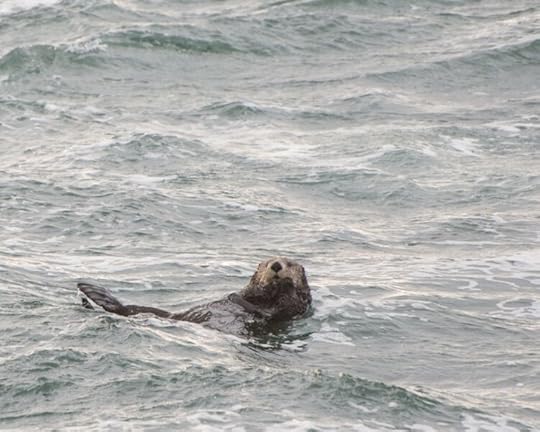 Wild sea otter