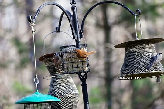 Wrens and Feeder, by David B. Coe