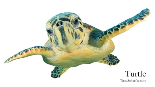 Power Animal Turtle