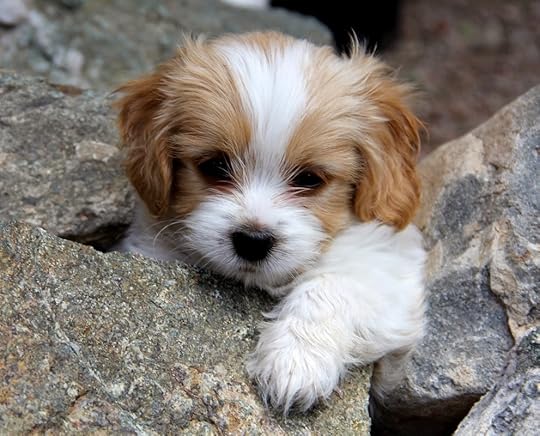 Everything to know about Cavachon Puppies - Furry Babies