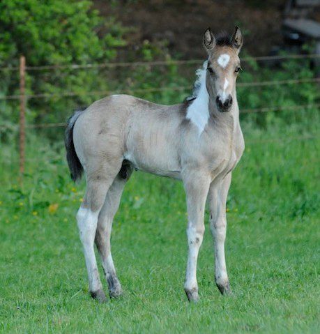Sooty Buckskin Tobiano Paint | Grulla horse, Horses, Baby horses