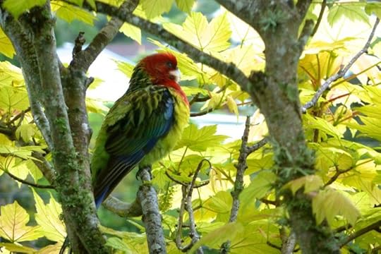 Eastern Rosella - Kris Pearson