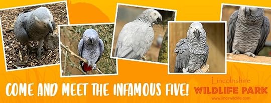 Gray parrots