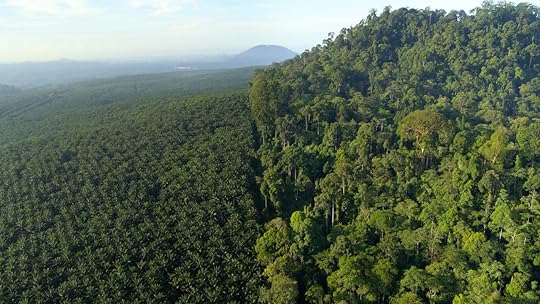 Palm oil plantation