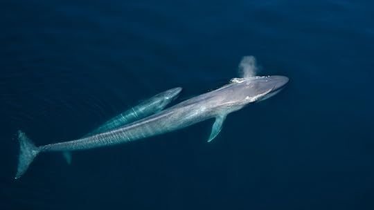 Blue whale and calf