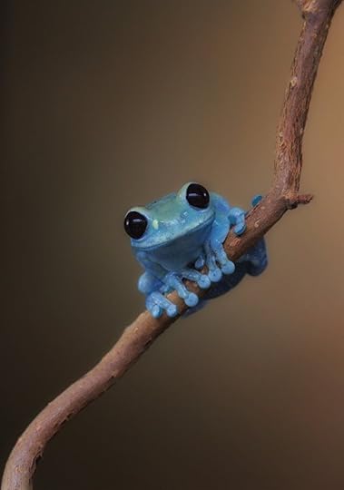 Cutest frog in town | Cute frogs, Cute animals, Baby animals