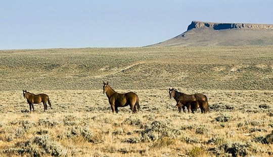 Horses