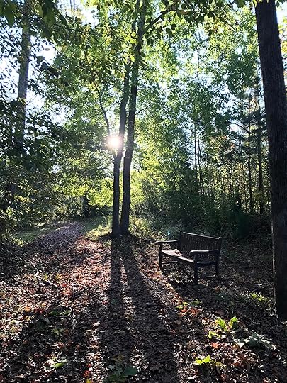 Bench in Woods