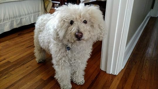 Jimmy Lambchop , the adorable little doggie of author Sherill Joseph!