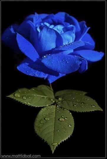 blue rose I love roses..might have to get this one for my garden...beautiful! More