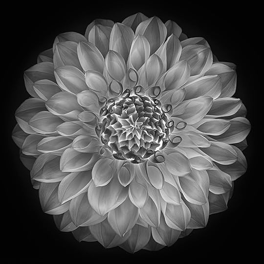 White Dahlia Inversion © Harold Davis