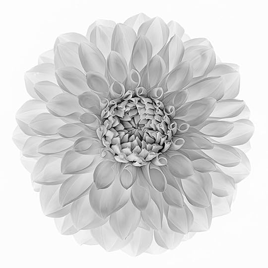 White Dahlia © Harold Davis