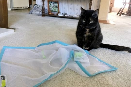 sheer-fun-for-cats