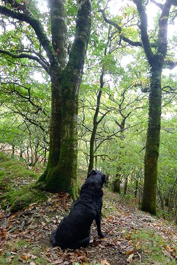 Woodland hound
