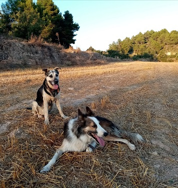 La imagen tiene un atributo ALT vacío; su nombre de archivo es daimon1.jpg