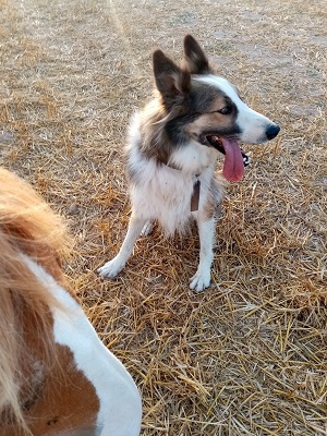 La imagen tiene un atributo ALT vacío; su nombre de archivo es daimon2.jpg