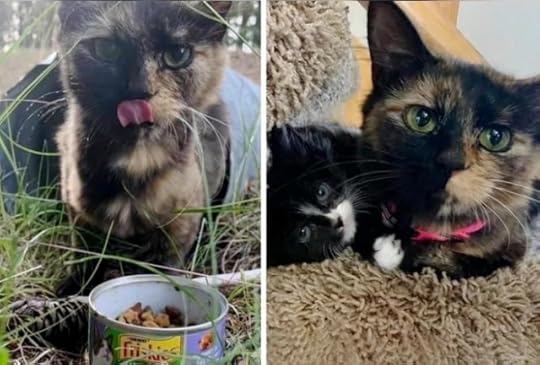 tortoiseshell-cat-drainpipe