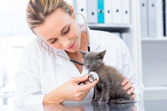 cat-vet-kitten