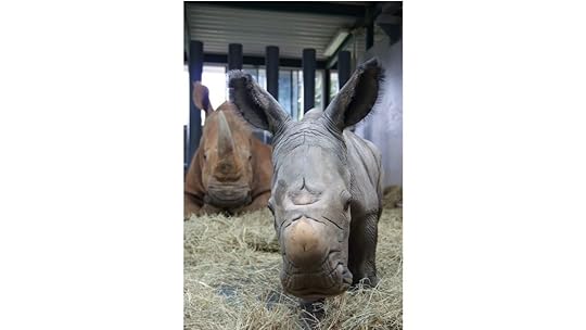 Rhinos