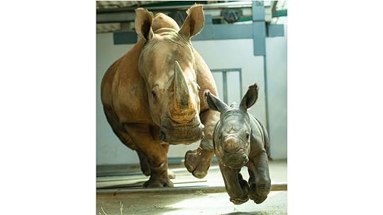 Rhinos