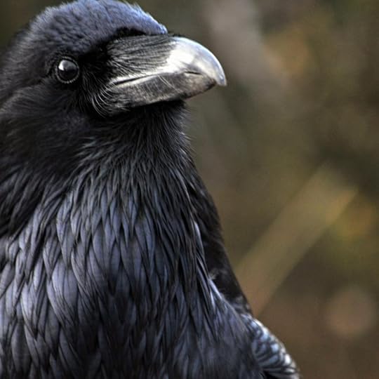 Ravens can remember the faces of humans who wronged them — Quartz